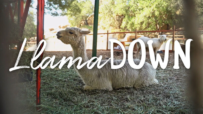 LlamaDown: A Llama Countdown